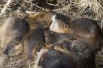 Nutria-Familie hält Mittagsschläfchen