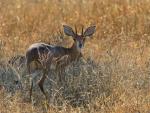 Steenbok Bock