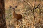 Steenbok Ricke