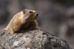 Yellow bellied Marmot