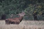 Morgens auf der Wiese 2