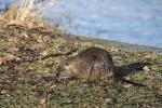 Nutria