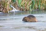 Nutria auf Eis