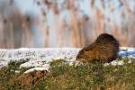 Nutria Barzlin 1