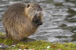 Nutria (1)