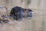 Nutria 1