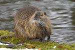 Nutria (2)