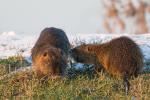 Nutria Barzlin 5