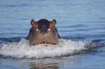 Flusspferd Okavango