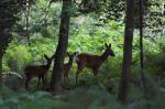 Rehe im Bürgerpark 3