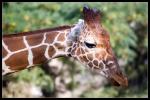 Giraffen Portrait No. 2