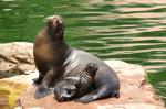 Junger und alter kalifornischer Seelöwe aus dem Tierpark Nürnberg