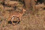 Nyala