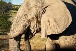 Elefant Etosha