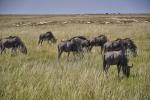 Gnus Etosha