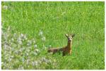 Ein stolzer Bock