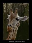 Rothschild-Giraffe