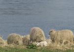 Groß und klein am Rhein