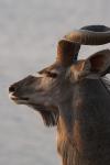 Kudu