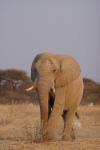 Elefant