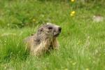 Marmot