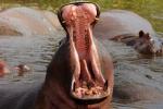 Hippo