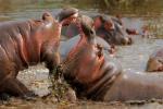 Kämpfende Hippos