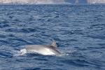 Teneriffa-Delphin-04