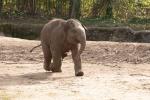 Elefanten im Tierpark Hagenbeck