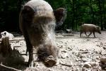 Wildschwein ohne RAW Konverterkorrekturen