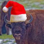 Wisent mit Weihnachtsmütze