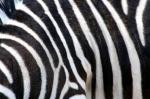 Zebraseite