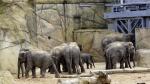 Elefant im Kölner Zoo