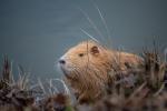 Nutria