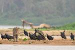 Pantanal