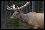 Wapiti