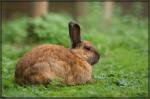 Hase mit Schwänzchen :-)