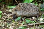 Igel