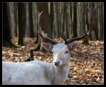 Hirsch im HWG Granat