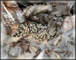 im Laub verbuddelt: IGEL