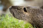 Nutria