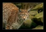 Luchs 2