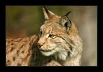 Luchs 3