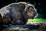 Wisent