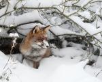 fuchs im schnee