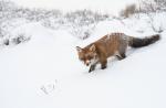 fuchs im schnee 2