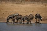 Zebras am Kruger Wasserloch