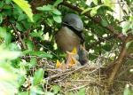 Neuntöter am Nest