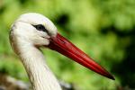 Storch