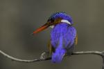 Malachite Kingfisher